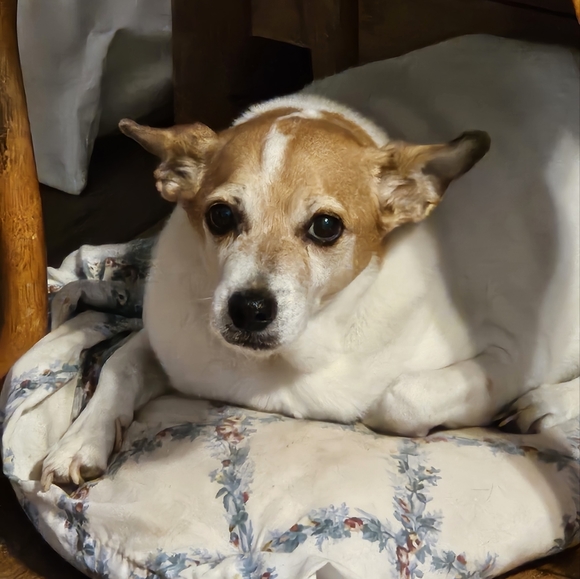 Meet your Posher, Wendy see our pictures - Picture 14 of 16